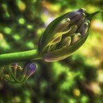 A Flora e a Cultura Clássica nos Jardins da Regaleira